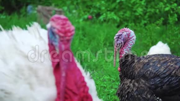 白黑火鸡在鸟的院子活得漂亮的火鸡土耳其度假视频的预览图