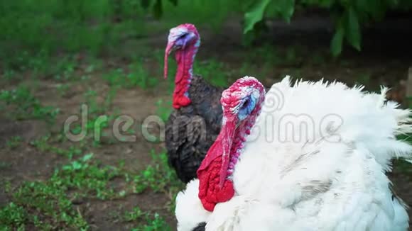 白黑火鸡在鸟的院子走来走去活得漂亮的火鸡土耳其度假视频的预览图