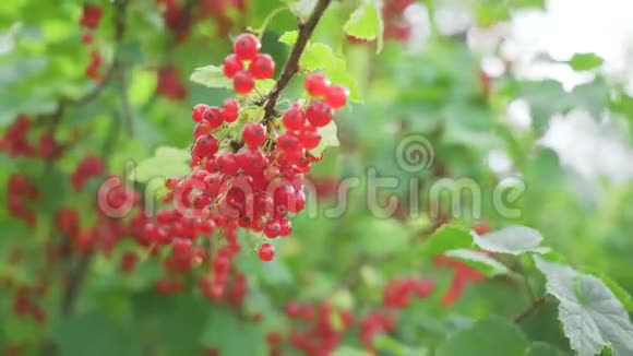 红色的醋栗挂在灌木的枝上成熟的红色醋栗浆果视频的预览图