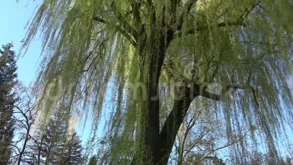 春天的柳枝春天柳树盛开视频的预览图