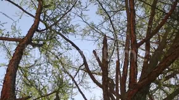落叶松树冠从下面看视频的预览图