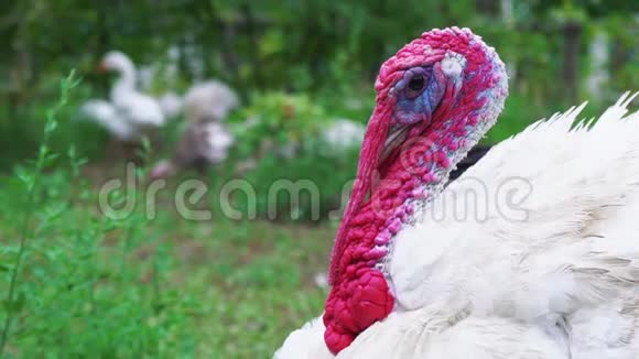 白火鸡上鸟院子特写活得漂亮的火鸡土耳其度假视频的预览图