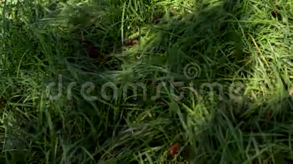 绿草和阴影视频的预览图