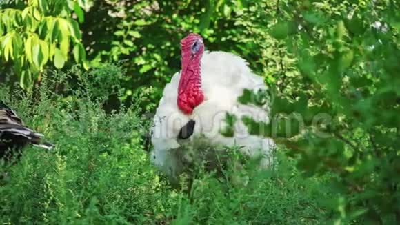 白火鸡上鸟院子特写活得漂亮的火鸡土耳其度假视频的预览图