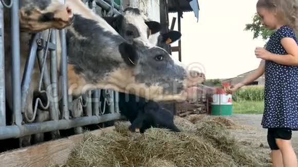 小金发女孩把青草送给黑白牛笑动物饲养生态养殖理念视频的预览图