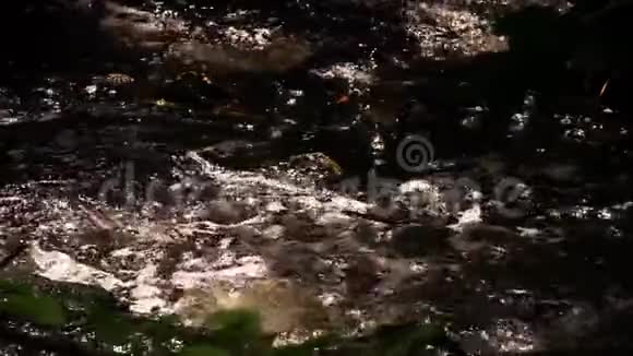 大自然中的小溪流水视频的预览图