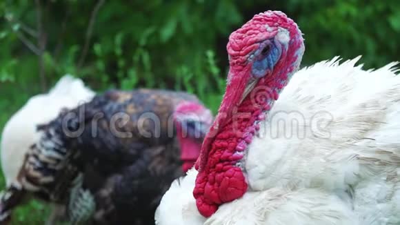 白火鸡摇着头在鸟的院子特写活得漂亮的火鸡土耳其度假视频的预览图