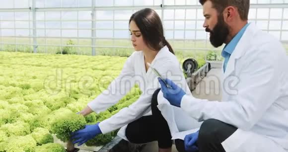 穿着实验室长袍的男女仔细检查温室里的植物视频的预览图