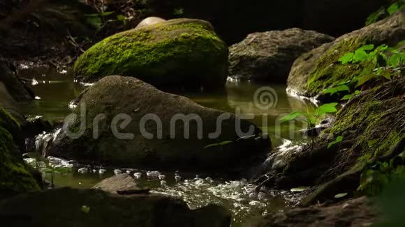 大自然中的小溪流水视频的预览图