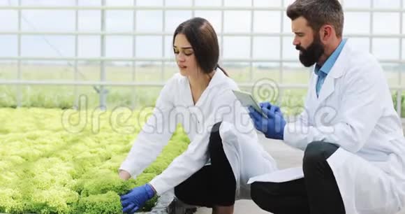 穿着实验室长袍的男女仔细检查温室里的植物视频的预览图