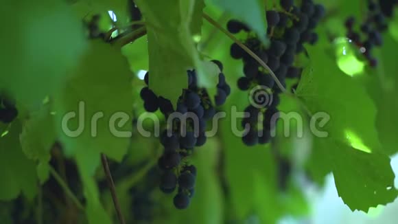 一串蓝葡萄挂在树枝上上面有绿叶视频的预览图