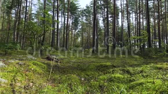 镜头移动旋转的低角度拍摄穿过郁郁葱葱的原始松林呈现出高大古老的树木自然与苔藓视频的预览图