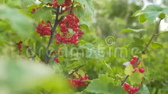 红色的醋栗挂在灌木的枝上成熟的红色醋栗浆果视频的预览图