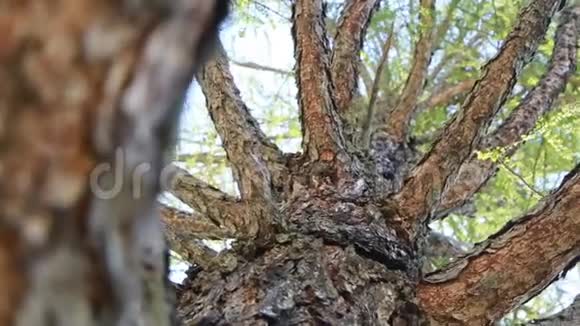 落叶松树冠从下面看视频的预览图