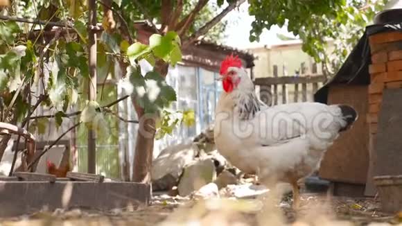 小鸡在院子里散步慢动作视频的预览图