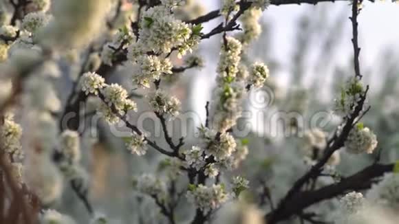 春天盛开的苹果树视频的预览图