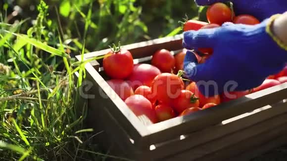 戴着蓝色园艺手套装满西红柿的木箱的白种人女性特写视频的预览图
