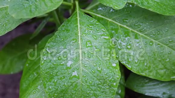 绿叶与水滴自然背景股票镜头一片生动的绿叶在宏观上与水滴紧密相连视频的预览图