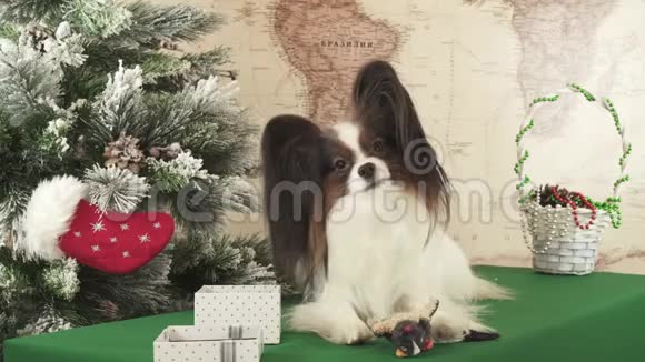 帕皮龙狗正在玩捐赠玩具附近的新年树股票录像视频视频的预览图