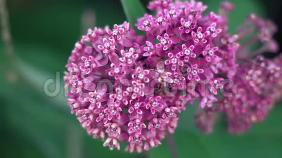 红蜂在粉红的花朵上爬行并聚集昆虫视频的预览图