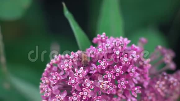 红蜂和蚂蚁在粉红花朵上爬行收集昆虫视频的预览图