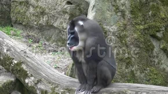 钻猴山栖息于自然栖息地地区濒危物种动物视频的预览图
