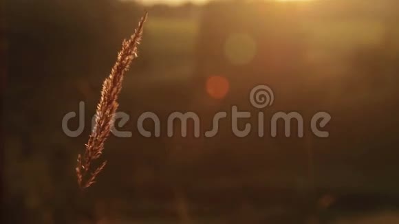 日落时的麦子视频的预览图