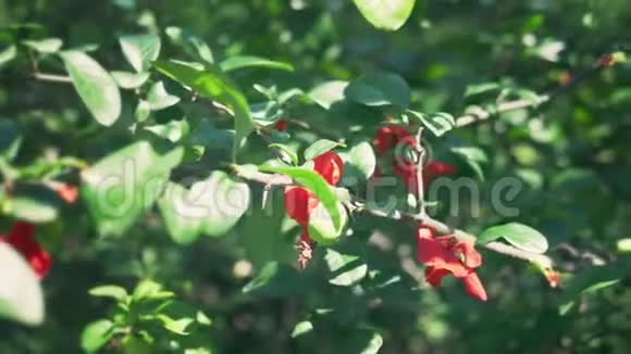 特写镜头一种开花的日本文胸果实绿色美丽的红花和绿色的果丛视频的预览图