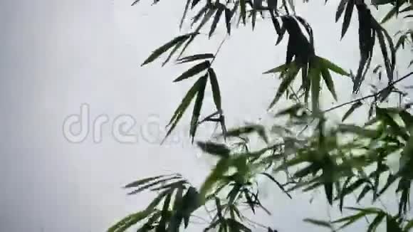 竹叶在风中摇曳视频的预览图