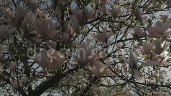 春天的自然沿着盛开的木兰花视频的预览图