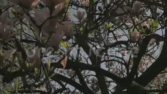 春天的自然沿着广玉兰花往下走视频的预览图