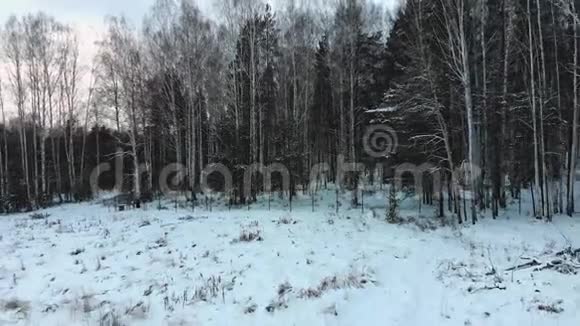 冬季混合森林的俯视图库存一对夫妇在森林里散步凝视着茂密的森林站在雪地上视频的预览图