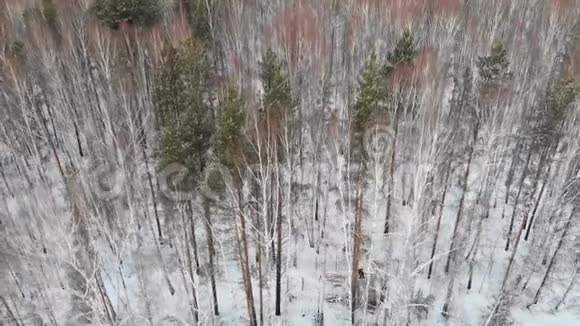 冬季混合森林的俯视图库存人们在茂密的混合森林中滴着什么或劈柴的俯视图视频的预览图