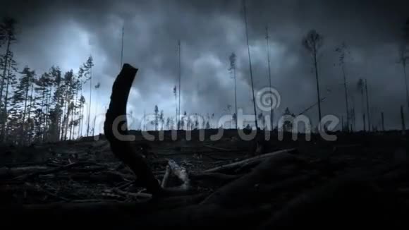 森林里的闪电风暴视频的预览图