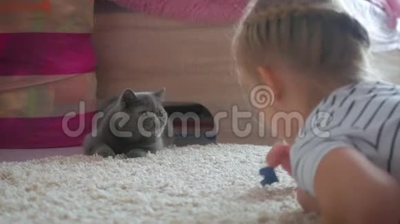 那个漂亮的女孩在家玩一只灰色的猫异国情调的短毛猫视频的预览图