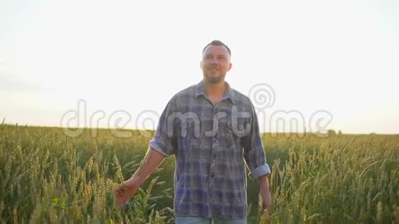 快乐的白种人男农民在日落或日出时在成熟的麦田里散步农夫摸着麦穗视频的预览图