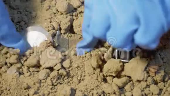 在飞机失事后发现并挖出受害者的沙腕表的乳胶手套专家手视频的预览图