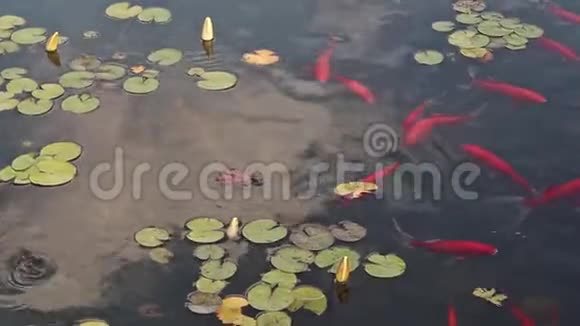 许多漂亮的鲤鱼在池塘里游泳从顶部可以看到视频的预览图