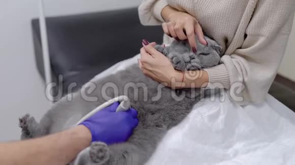 灰猫在兽医做超声波检查时躺在主人的腿上医生正在摸宠物视频的预览图