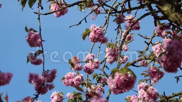 开花樱花粉色春视频的预览图