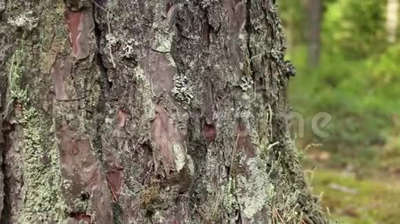 开裂的松树树皮视频的预览图