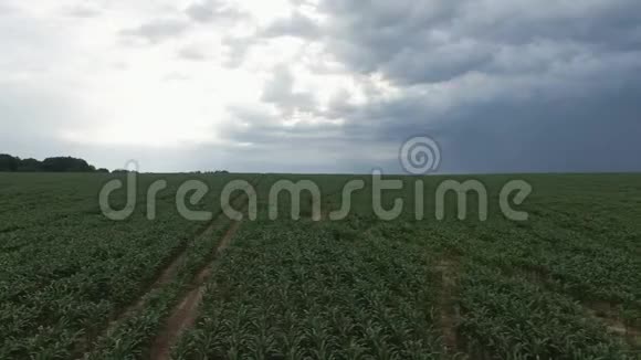 鸟瞰玉米田的画面还有年轻的小玉米植物显示了广阔的农田视频的预览图