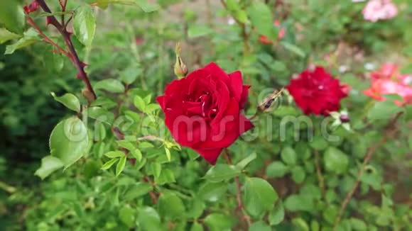 一个女人手轻轻地抚摸着花坛上的一朵红玫瑰视频的预览图