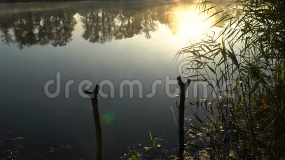 河岸上的日出有芦苇和鱼竿架的景观视频的预览图