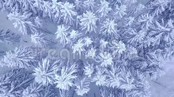美丽的蓝色冬季年轻的松雪林与道路鸟瞰视频与向下相机变焦4K视频的预览图