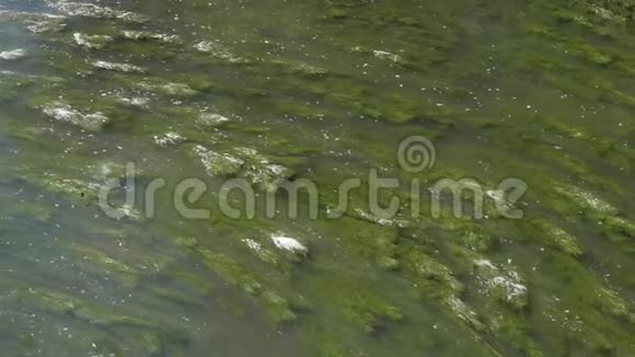 绿草如茵的河藻在水中移动视频的预览图