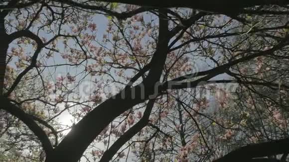 春天的自然太阳沿着木兰树枝移动视频的预览图