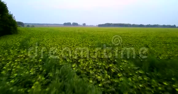 无人驾驶飞机飞越绿色向日葵的田野晚上好乌克兰视频的预览图