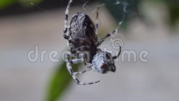 蜘蛛网绕着苍蝇转视频的预览图