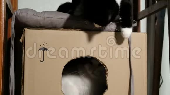 两只家猫在家里玩纸板箱视频的预览图